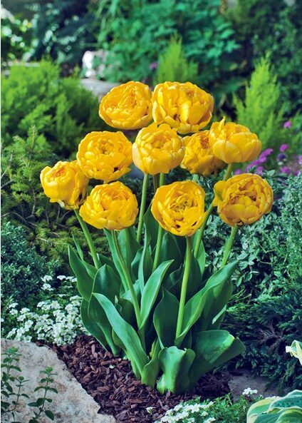 Tulpė 'Yellow Pomponette' 5 vnt.
